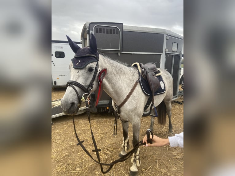 Caballo de Holstein Yegua 6 años 163 cm  in Mainz