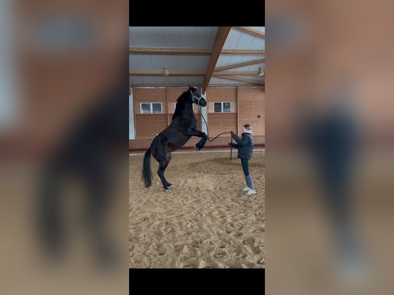 Caballo de Holstein Mestizo Yegua 6 años 163 cm Castaño in Achstetten