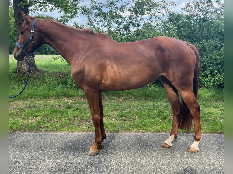 Caballo de Holstein Yegua 6 años 164 cm Alazán in Visselhövede