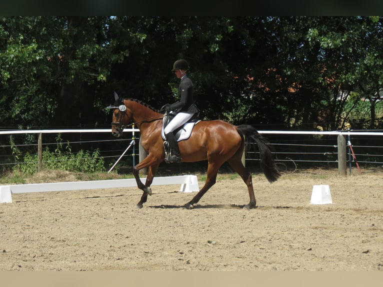 Caballo de Holstein Yegua 6 años 164 cm Castaño in Langenhagen