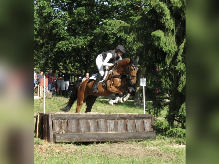 Caballo de Holstein Yegua 6 años 164 cm Castaño in Langenhagen