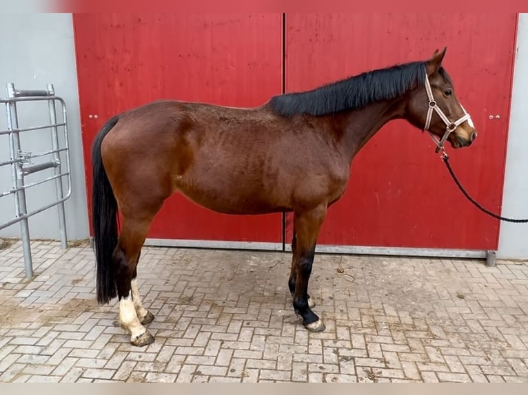 Caballo de Holstein Yegua 6 años 164 cm Castaño in Penig