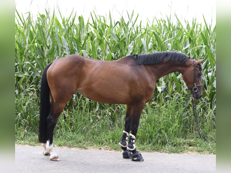 Caballo de Holstein Yegua 6 años 165 cm Castaño in Geilenkirchen