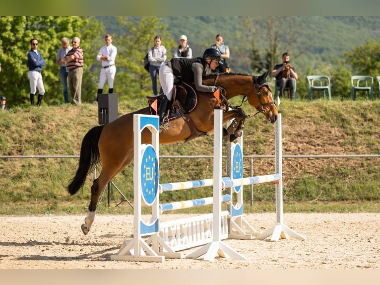 Caballo de Holstein Yegua 6 años 165 cm Castaño in Irmenach