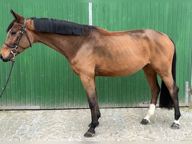 Caballo de Holstein Yegua 6 años 165 cm Castaño in Irmenach