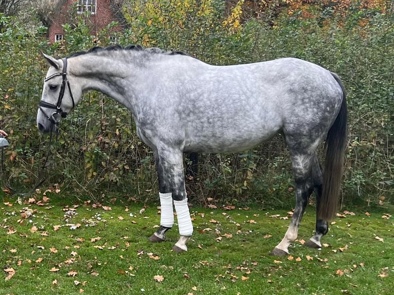 Caballo de Holstein Yegua 6 años 165 cm Tordo in Lübeck