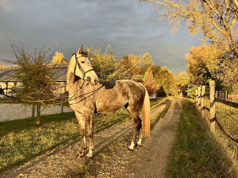 Caballo de Holstein Yegua 6 años 165 cm Tordo picazo in Sarr&#xF3;d