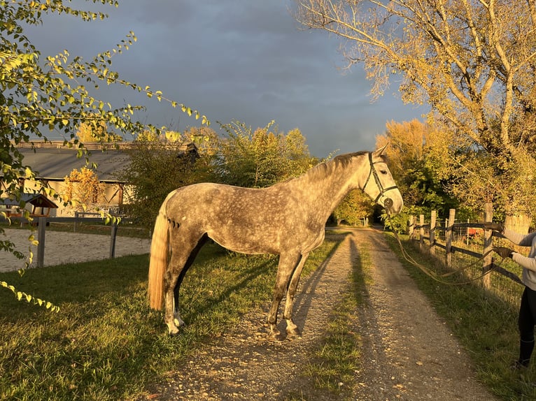Caballo de Holstein Yegua 6 años 165 cm Tordo picazo in Sarr&#xF3;d