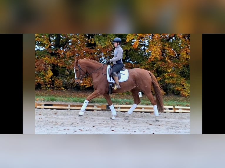 Caballo de Holstein Yegua 6 años 166 cm Alazán in Dallgow-Döberitz