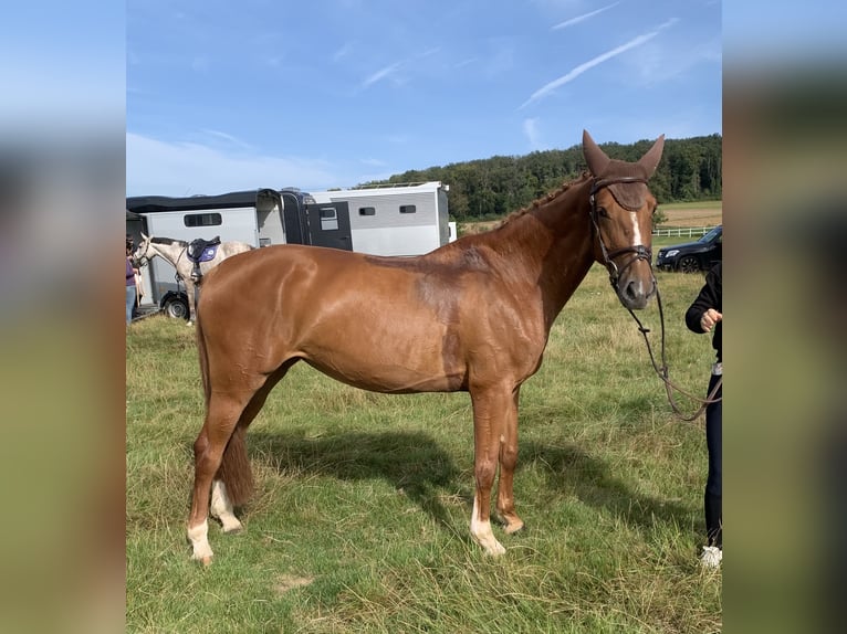 Caballo de Holstein Yegua 6 años 166 cm Alazán-tostado in Hünfelden-Kirberg