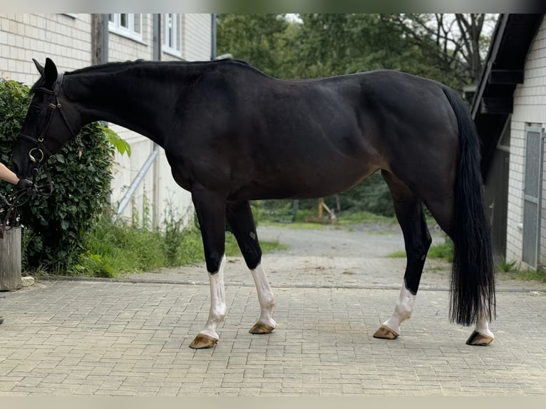 Caballo de Holstein Yegua 6 años 166 cm Castaño oscuro in Kürten