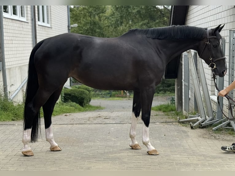 Caballo de Holstein Yegua 6 años 166 cm Castaño oscuro in Kürten