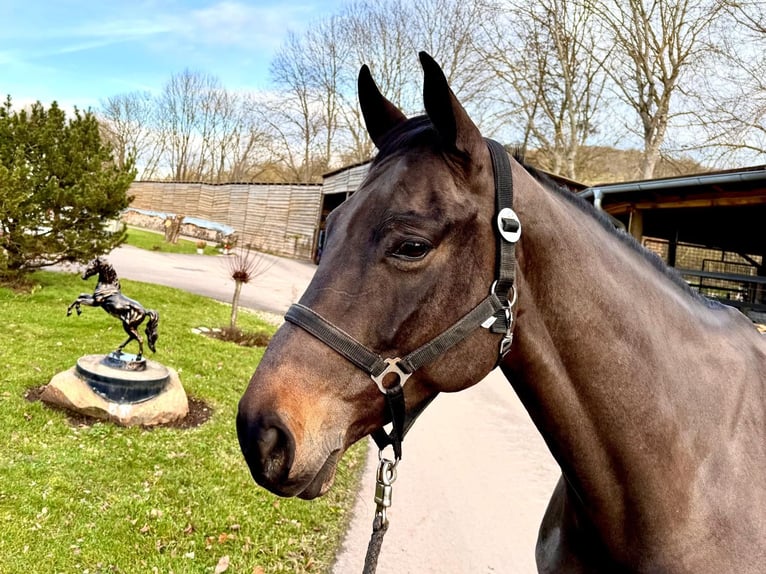 Caballo de Holstein Yegua 6 años 166 cm Morcillo in Sangerhausen