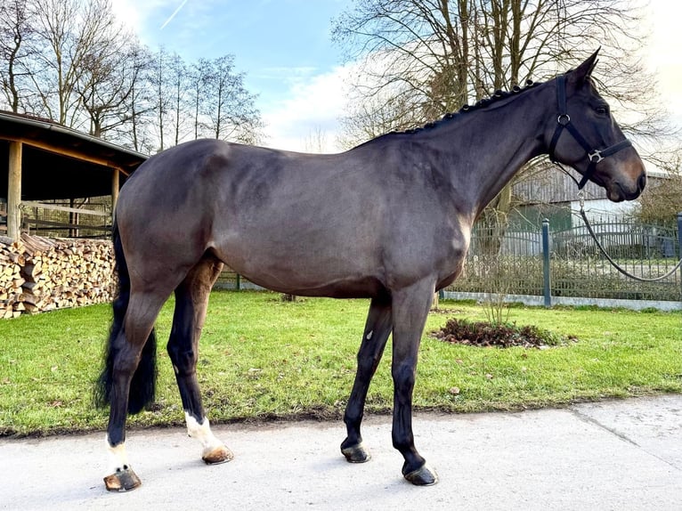 Caballo de Holstein Yegua 6 años 166 cm Morcillo in Sangerhausen