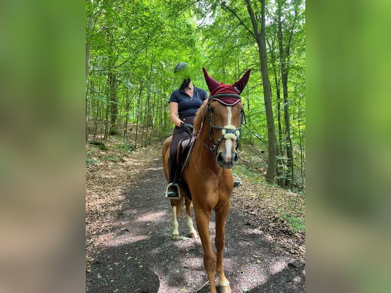 Caballo de Holstein Yegua 6 años 167 cm Alazán in Göttingen
