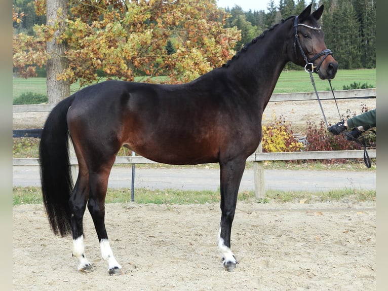 Caballo de Holstein Yegua 6 años 167 cm Morcillo in Sunthausen