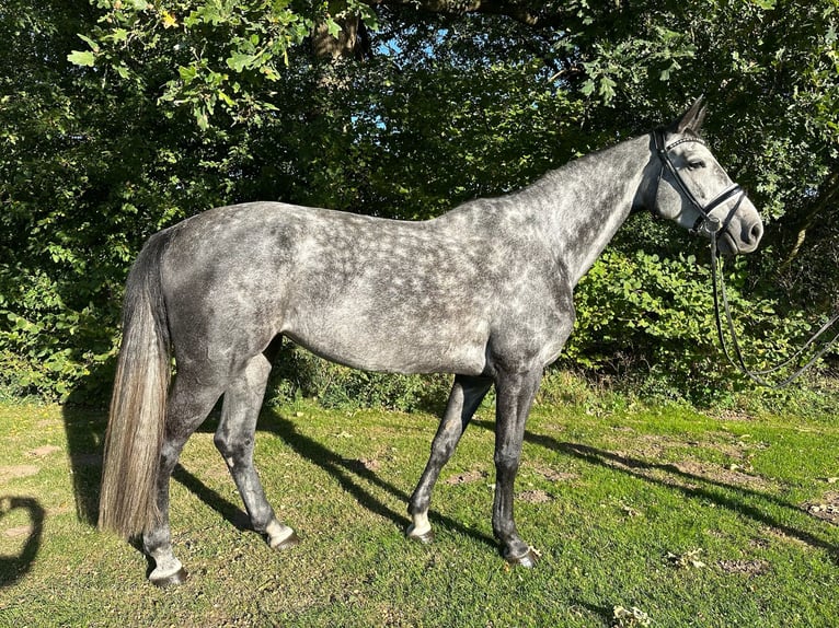 Caballo de Holstein Yegua 6 años 169 cm Tordo rodado in Aukrug