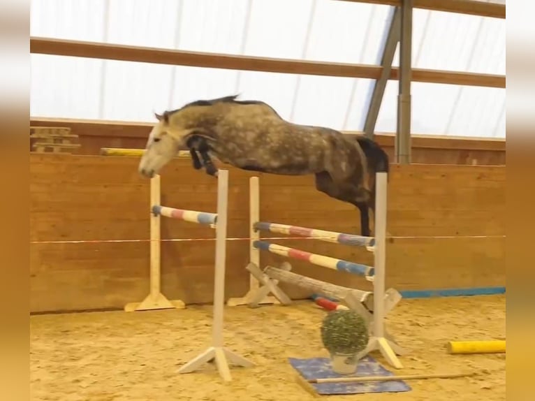 Caballo de Holstein Yegua 6 años 170 cm Tordo in Chemnitz