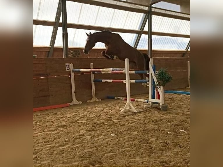 Caballo de Holstein Yegua 6 años 172 cm Alazán-tostado in Chemnitz