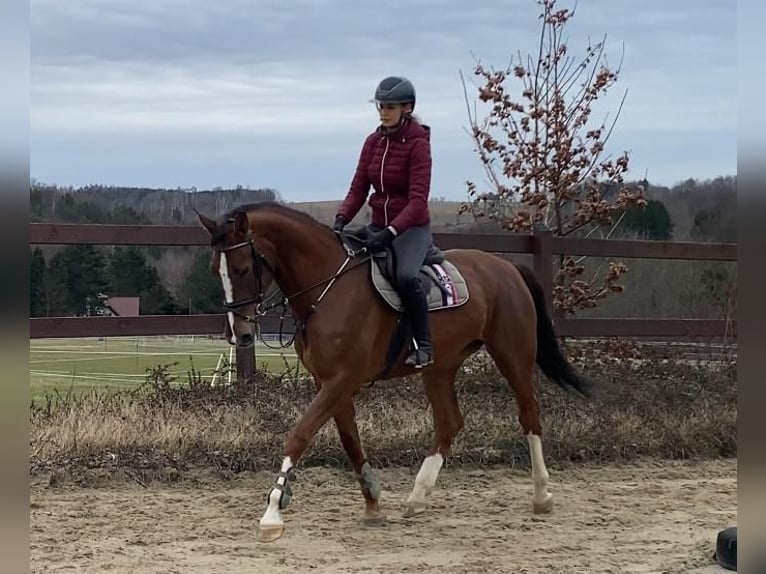 Caballo de Holstein Yegua 6 años 172 cm Alazán-tostado in Chemnitz