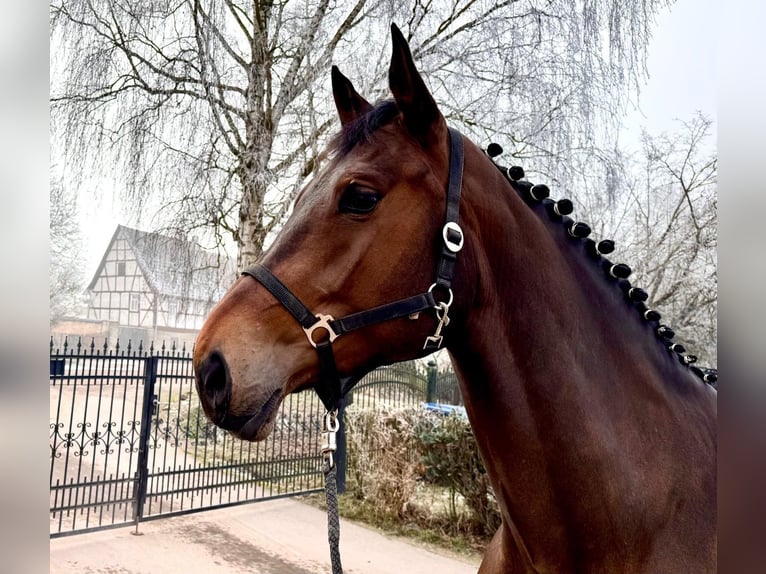 Caballo de Holstein Yegua 6 años 175 cm Castaño in Sangerhausen