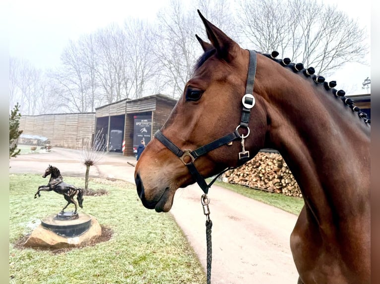 Caballo de Holstein Yegua 6 años 175 cm Castaño in Sangerhausen