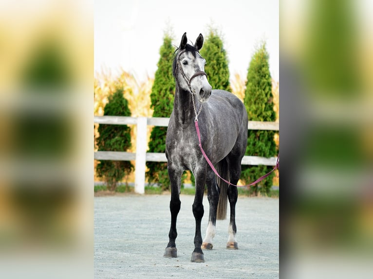 Caballo de Holstein Yegua 6 años 178 cm Tordo rodado in Radziejów