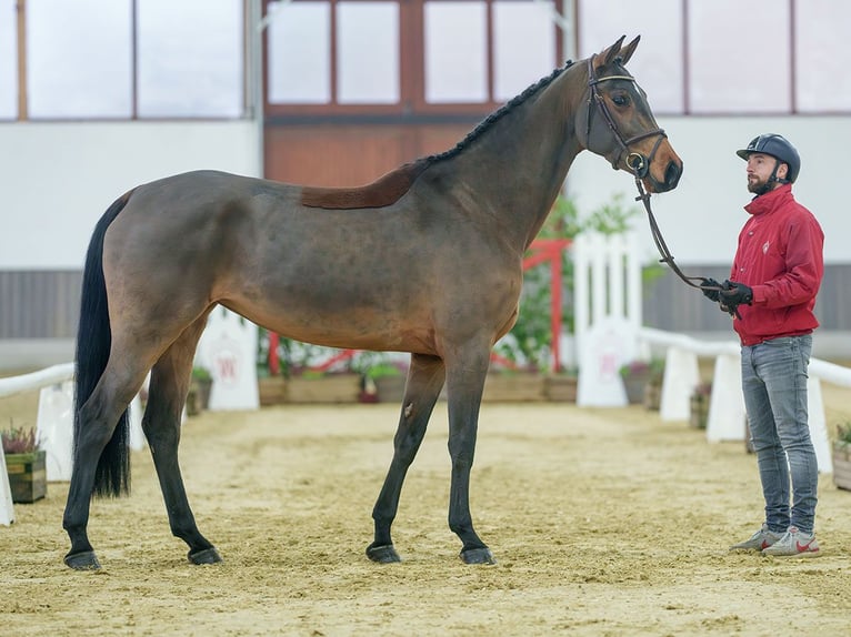 Caballo de Holstein Yegua 6 años Castaño in Münster-Handorf