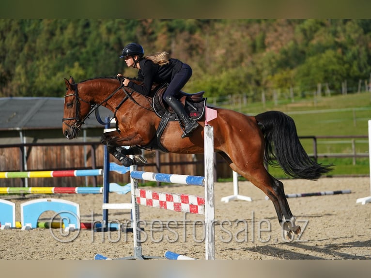 Caballo de Holstein Yegua 7 años 163 cm Castaño in Benesov