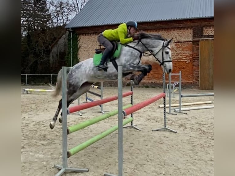 Caballo de Holstein Yegua 7 años 163 cm Tordo rodado in Kitzscher