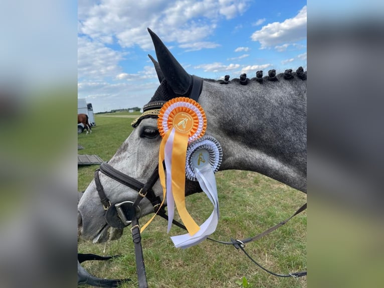 Caballo de Holstein Yegua 7 años 163 cm Tordo rodado in Kitzscher