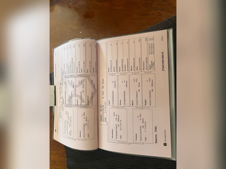 Caballo de Holstein Yegua 7 años 164 cm Castaño in Promnice