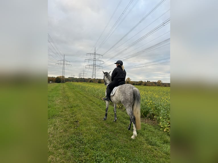 Caballo de Holstein Yegua 7 años 164 cm Tordo rodado in Heilbronn