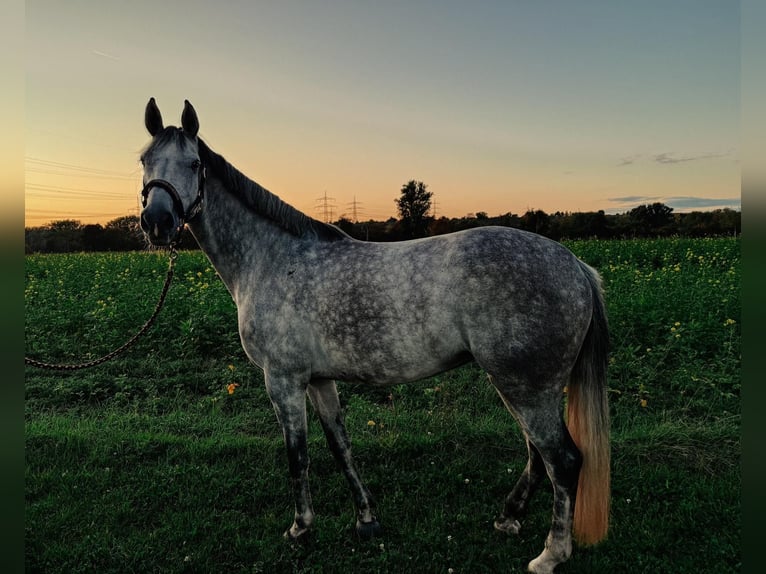 Caballo de Holstein Yegua 7 años 164 cm Tordo rodado in Heilbronn