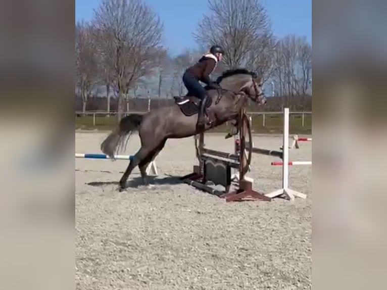 Caballo de Holstein Yegua 7 años 165 cm Tordo rodado in Munningen