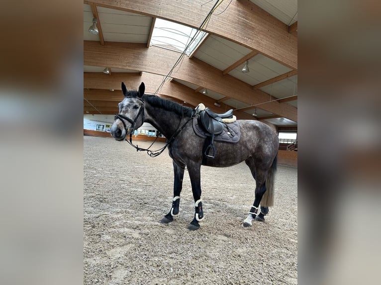 Caballo de Holstein Yegua 7 años 165 cm Tordo rodado in Munningen