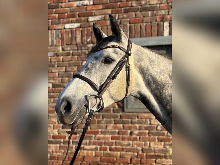 Caballo de Holstein Yegua 7 años 166 cm Tordillo negro in Grevenbroich