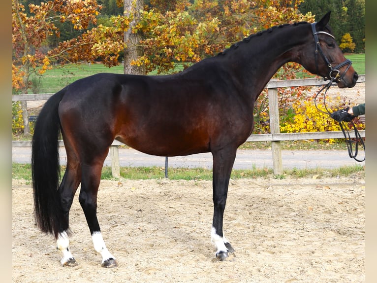 Caballo de Holstein Yegua 7 años 167 cm Morcillo in Sunthausen