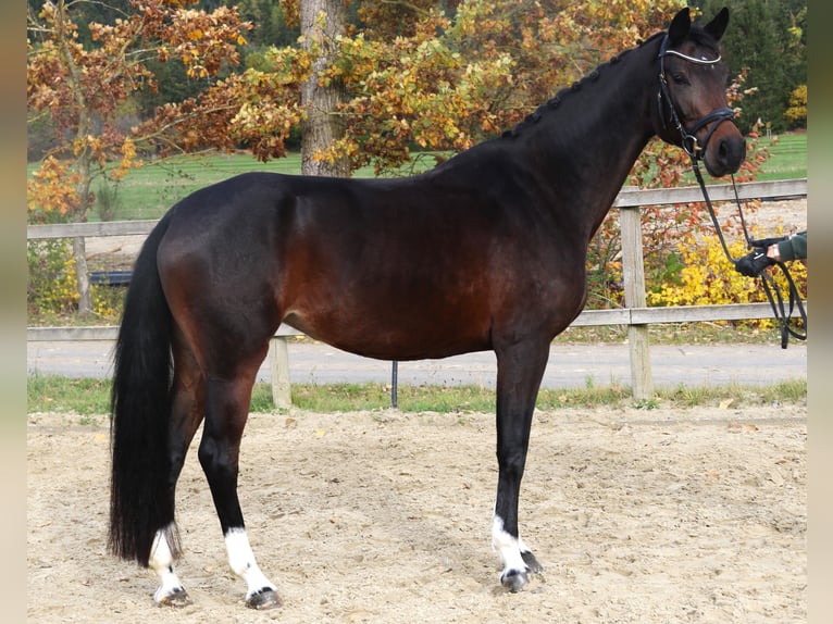 Caballo de Holstein Yegua 7 años 167 cm Morcillo in Sunthausen