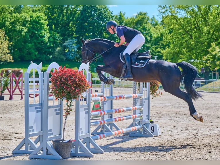 Caballo de Holstein Yegua 7 años 167 cm Morcillo in Hude (Oldenburg)