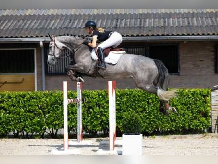 Caballo de Holstein Yegua 7 años 167 cm Tordo rodado in München