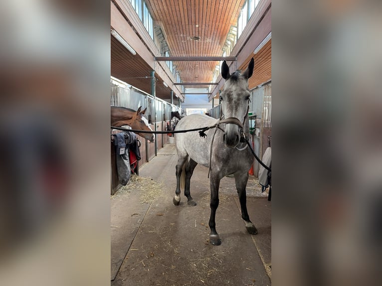 Caballo de Holstein Yegua 7 años 167 cm Tordo rodado in München