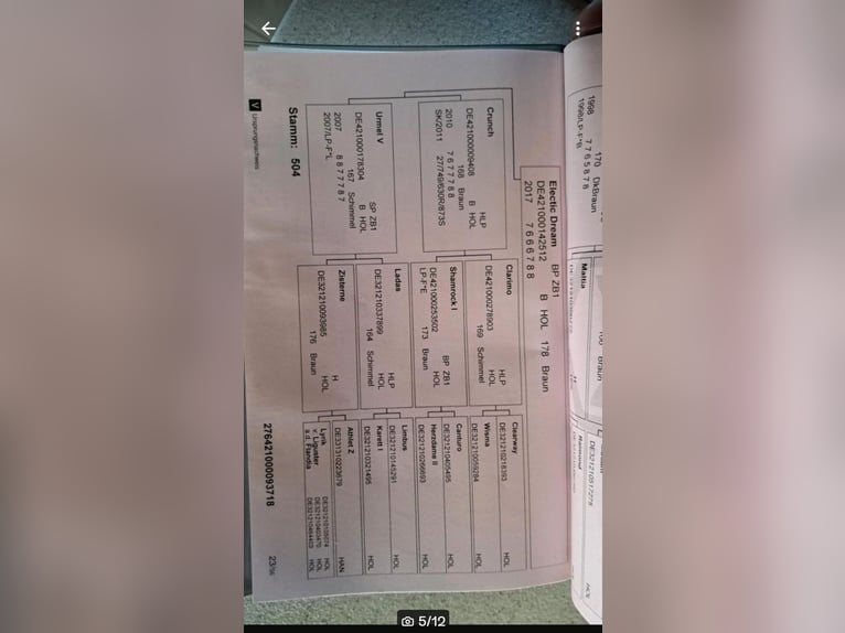 Caballo de Holstein Yegua 7 años 168 cm Castaño oscuro in Sassen-Trantow