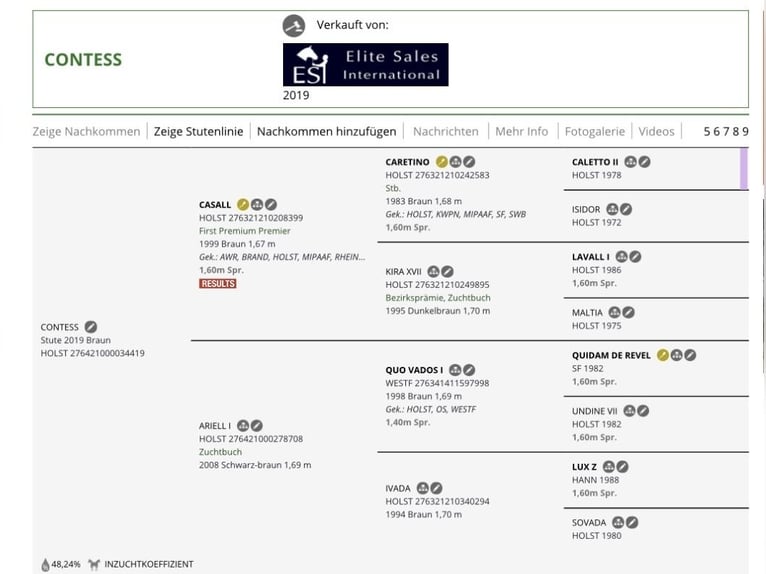 Caballo de Holstein Yegua 7 años 169 cm Castaño in Glashütte