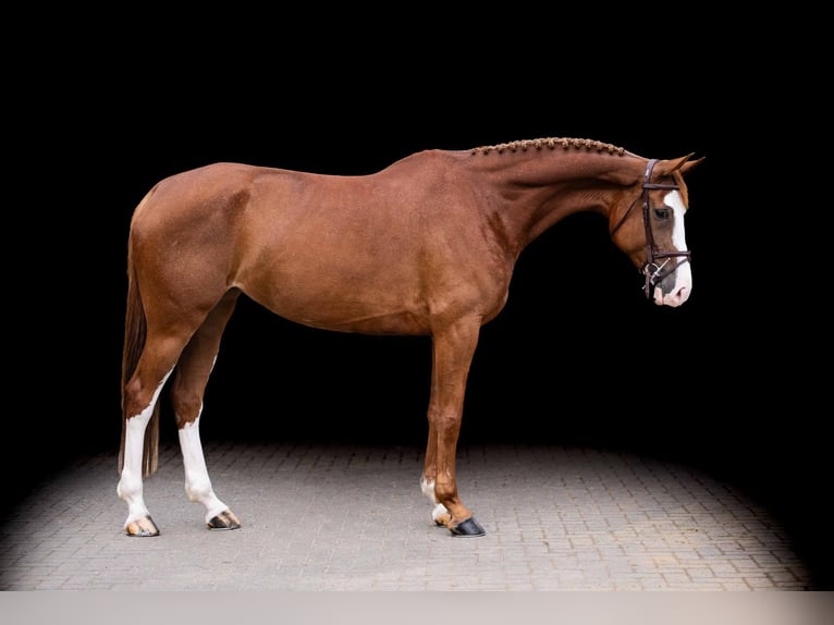 Caballo de Holstein Yegua 7 años 170 cm Alazán in Zülpich