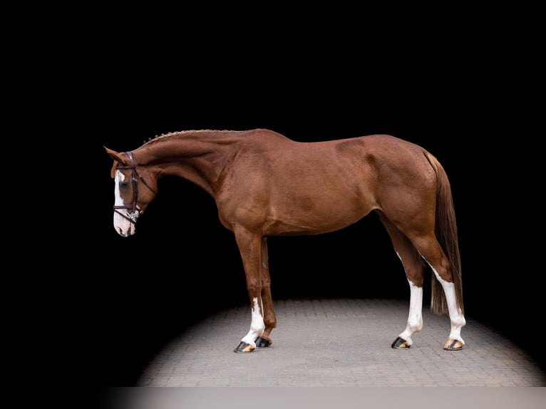 Caballo de Holstein Yegua 7 años 170 cm Alazán in Zülpich