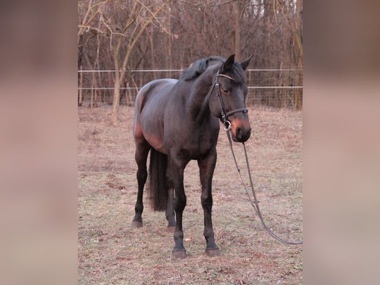 Caballo de Holstein Yegua 7 años 170 cm Negro in csömör
