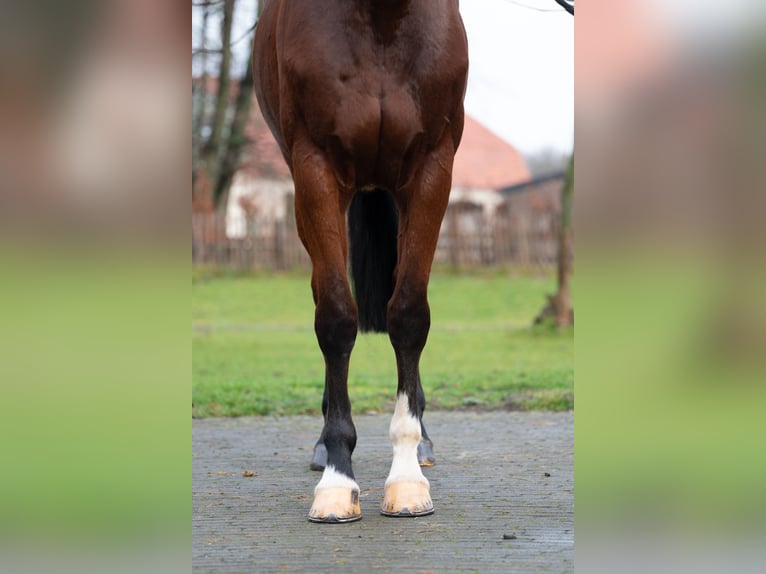 Caballo de Holstein Yegua 7 años 172 cm  in GROTE-BROGEL