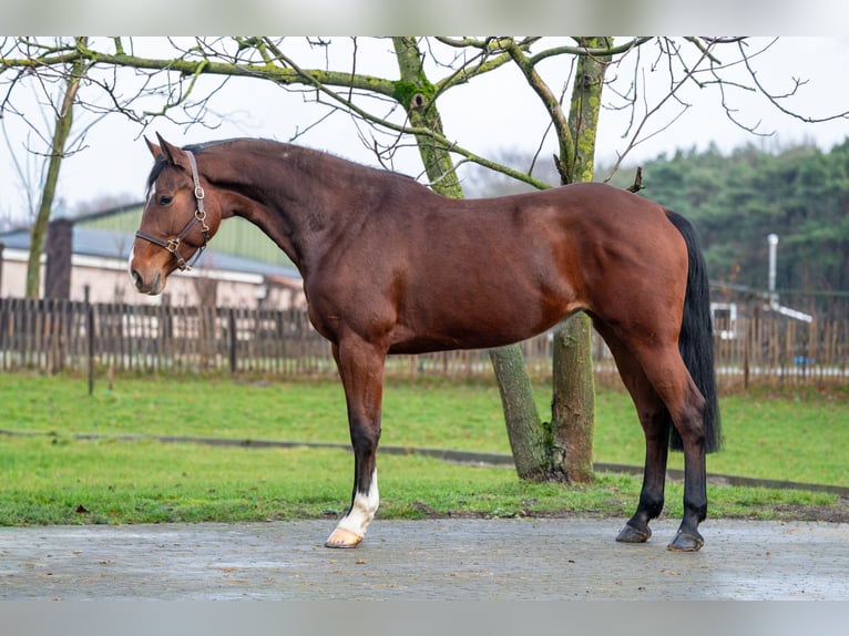 Caballo de Holstein Yegua 7 años 172 cm  in GROTE-BROGEL