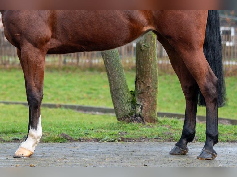 Caballo de Holstein Yegua 7 años 172 cm  in GROTE-BROGEL
